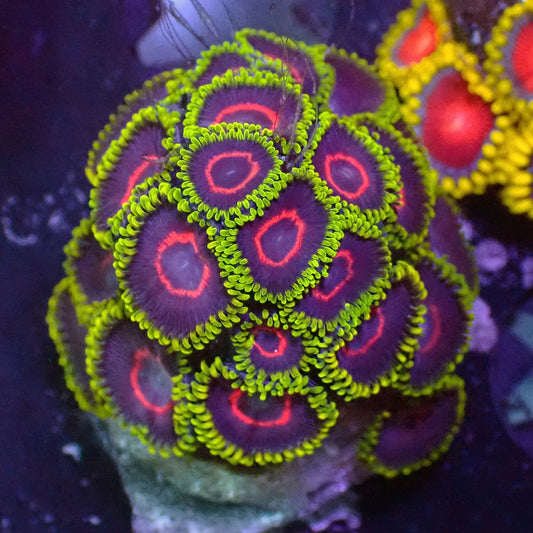 Purple Heart zoas 1" frag (5+ heads)