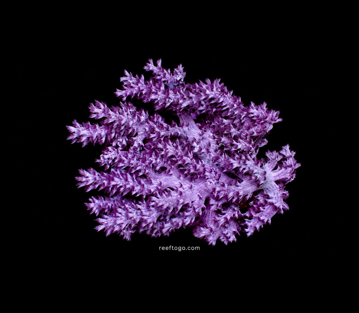 RTG Purple Kenya tree