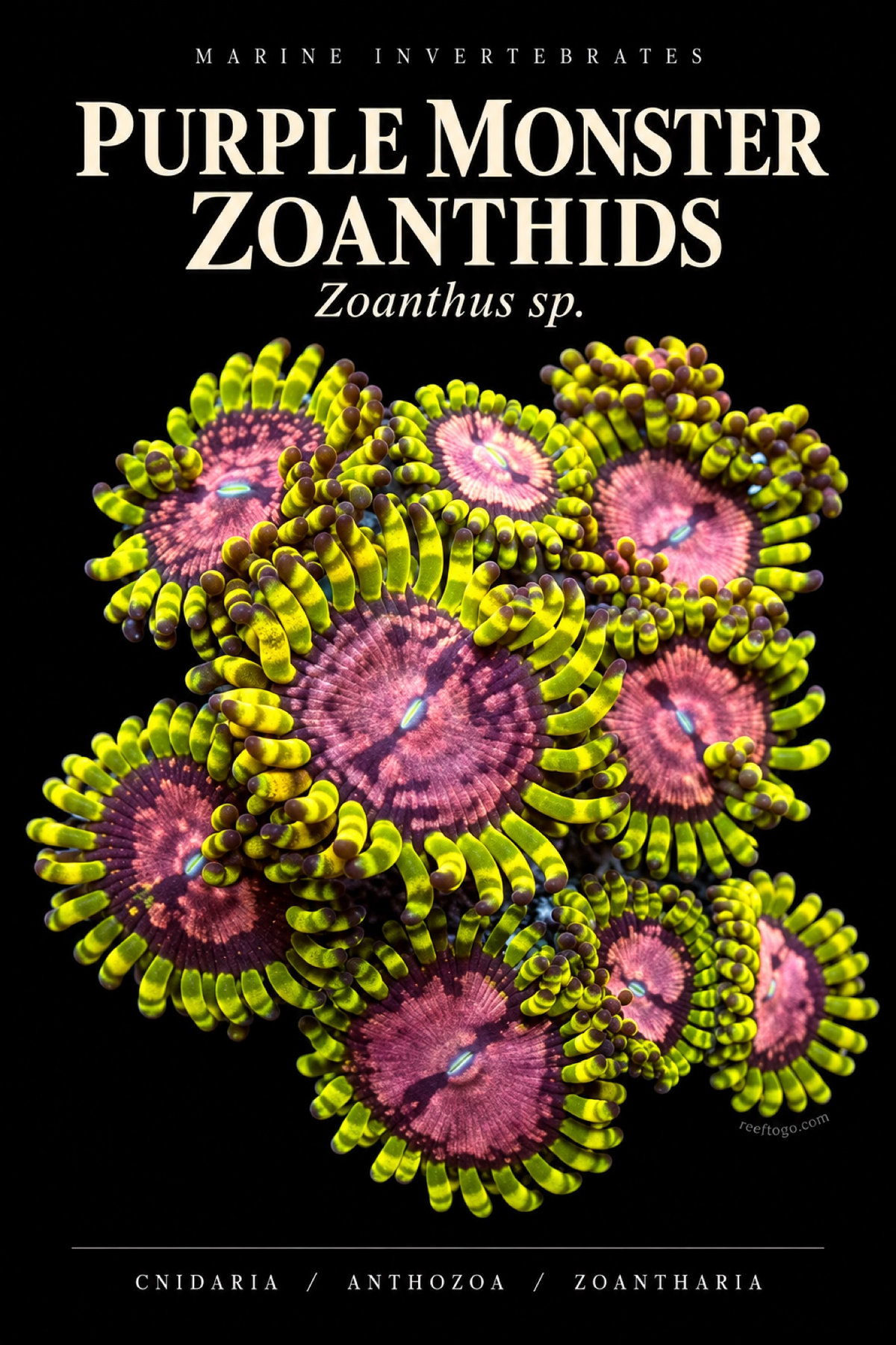 Purple Monster Zoanthids — Zoanthus sp., original plate artwork