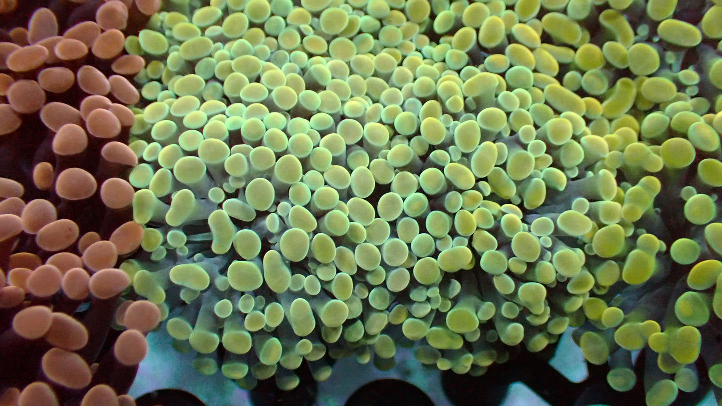 Pyrite hammer 1" frag