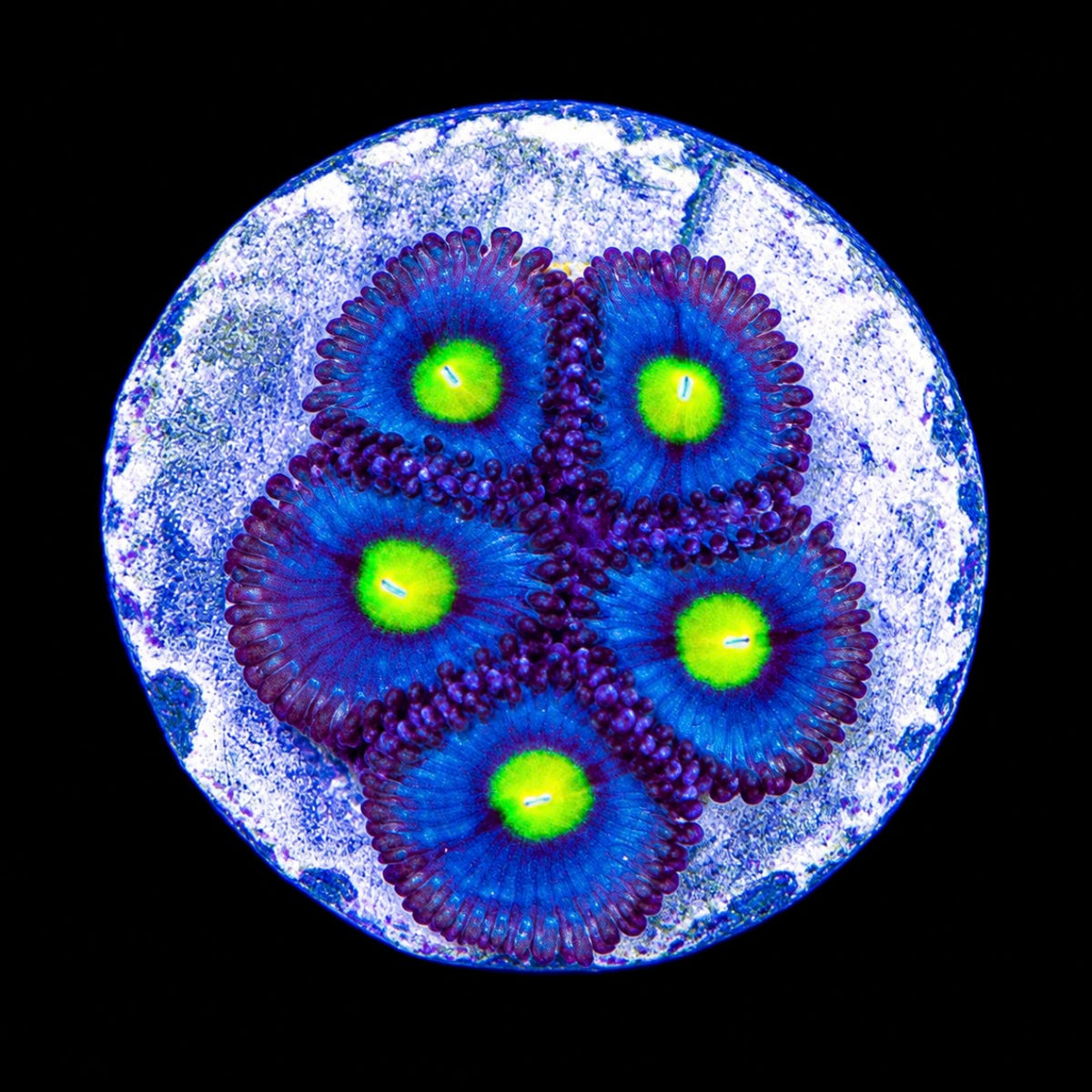 R2G Alien Eye Zoanthid