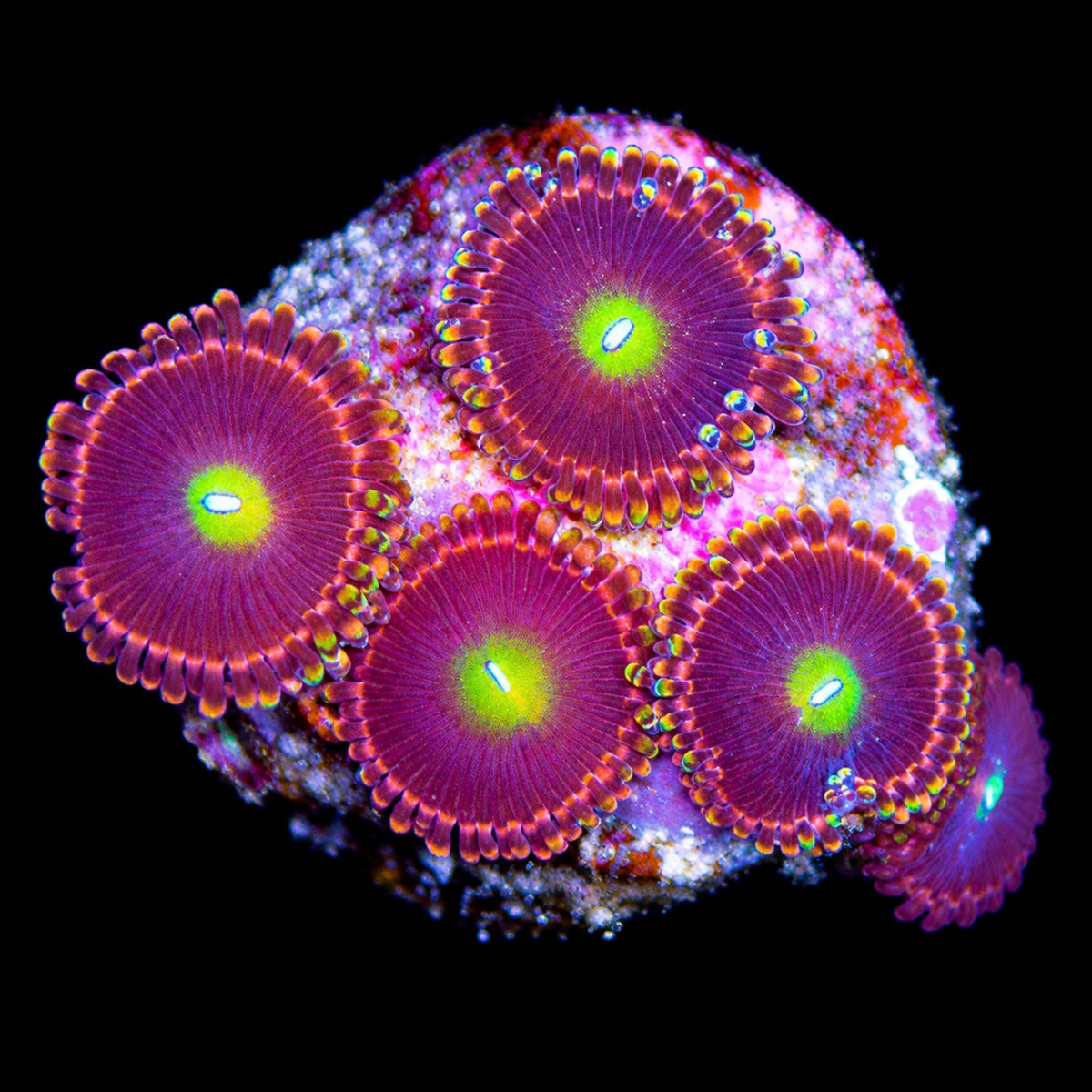 R2G Antimatter Zoanthid