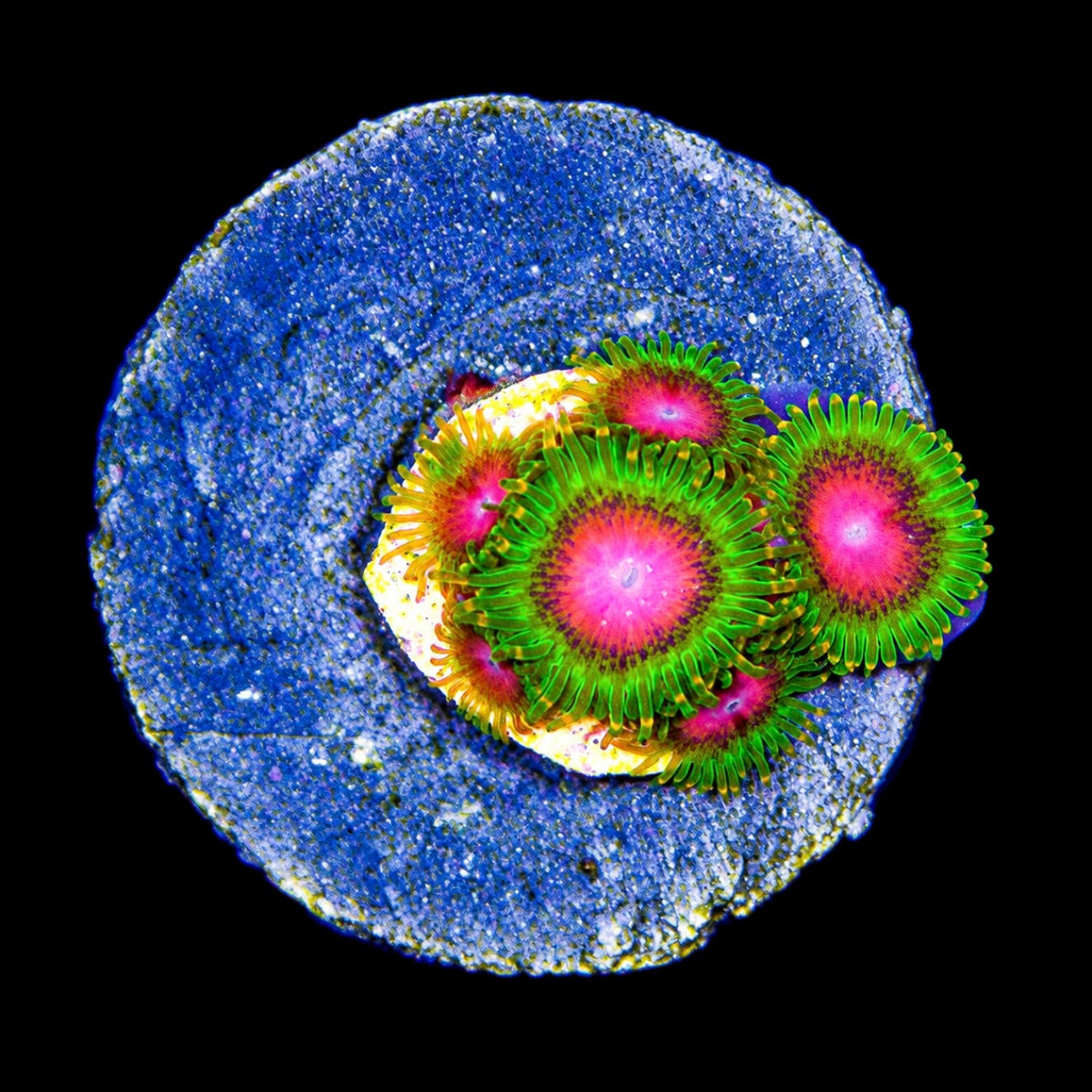 R2G Awesome Blossom Zoanthid