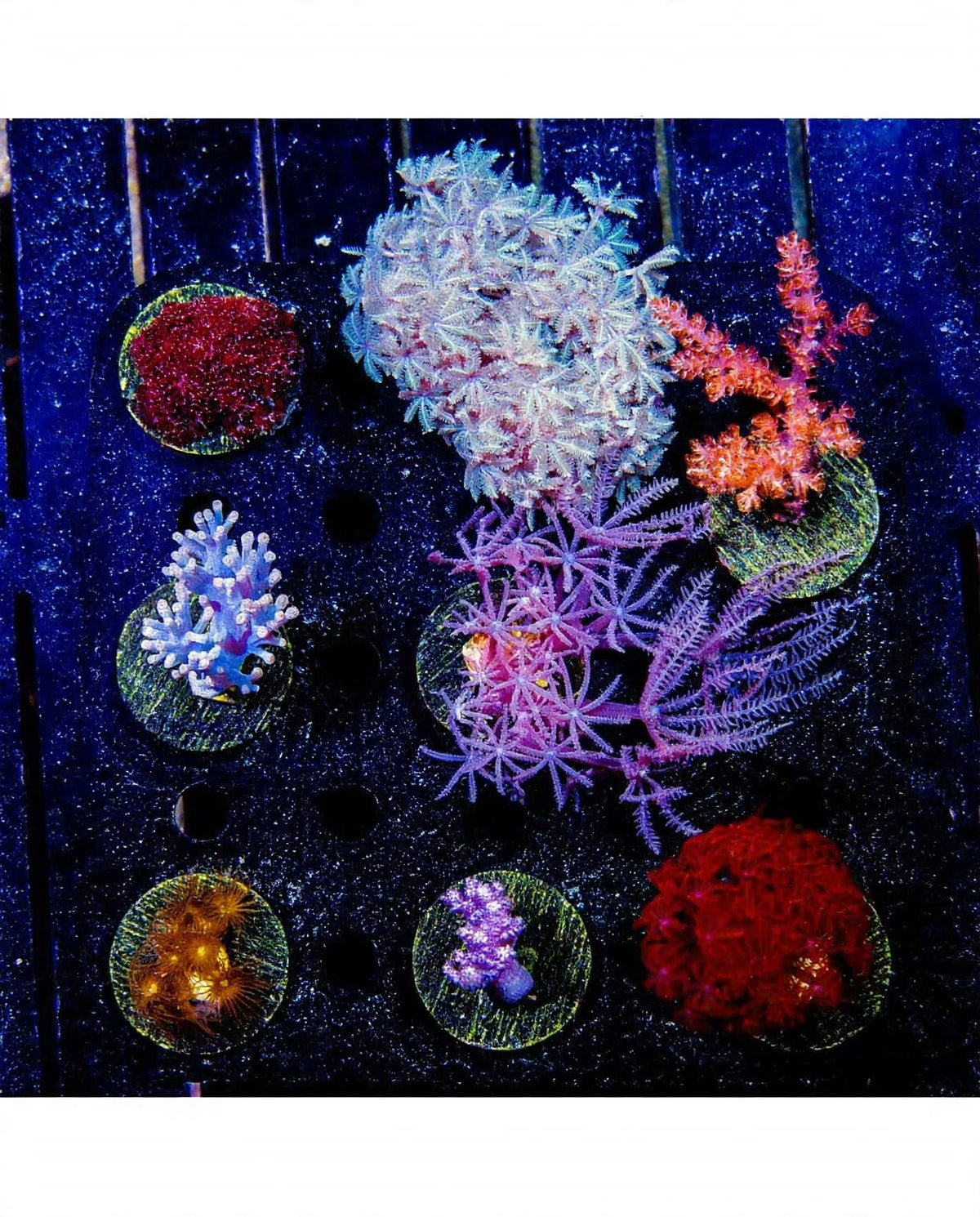 R2G Beginner Soft Coral 5-Pack