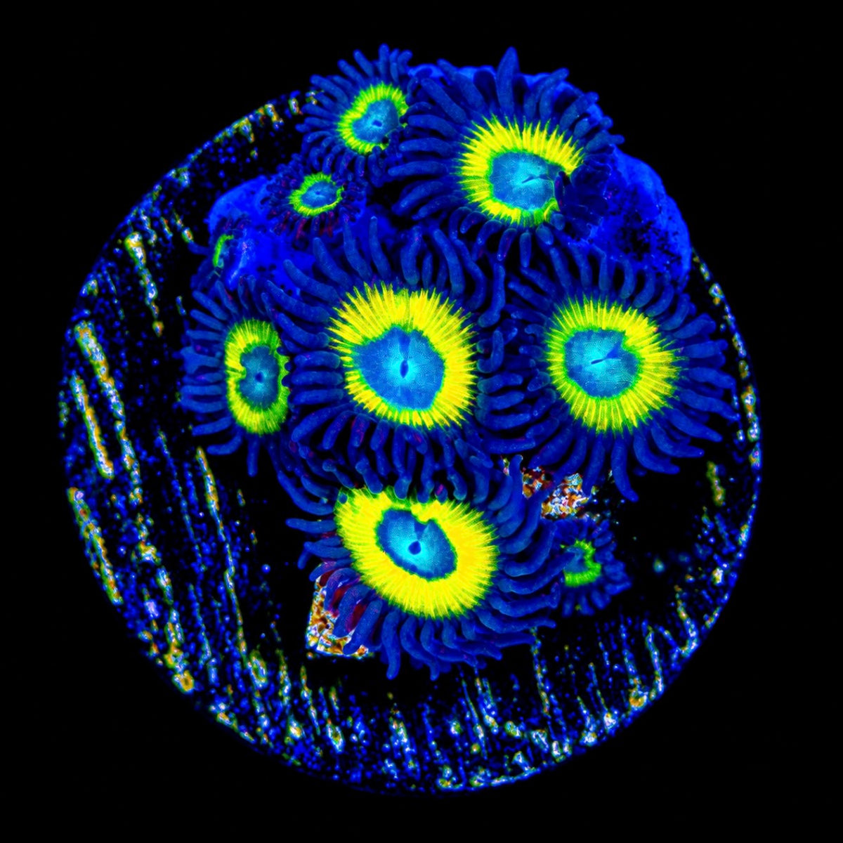 R2G Black Bella Zoanthid