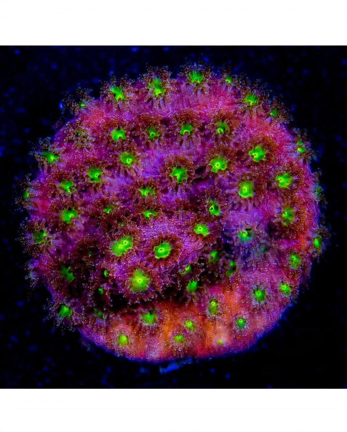 R2G Bling Bling Cyphastrea