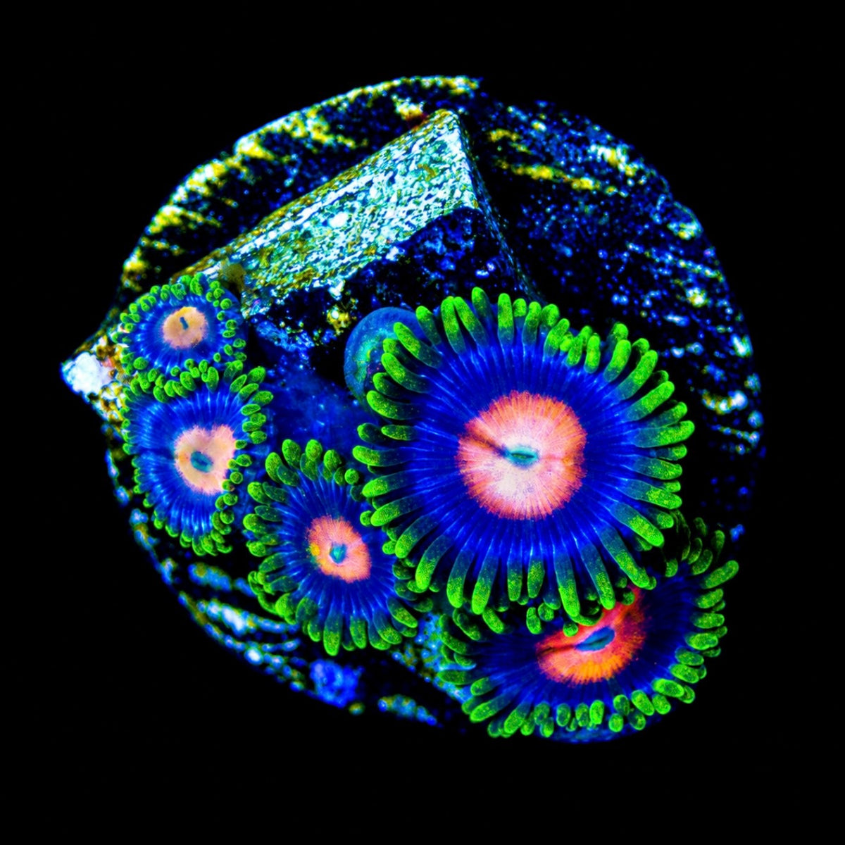 R2G Blow Pops Zoanthid