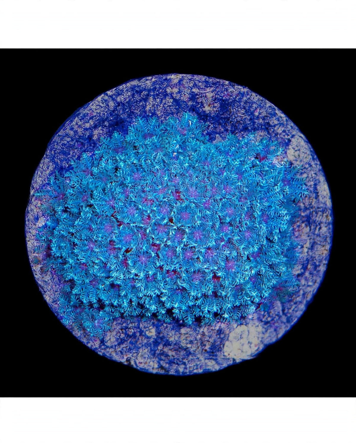 R2G Blue Snowflake Polyps