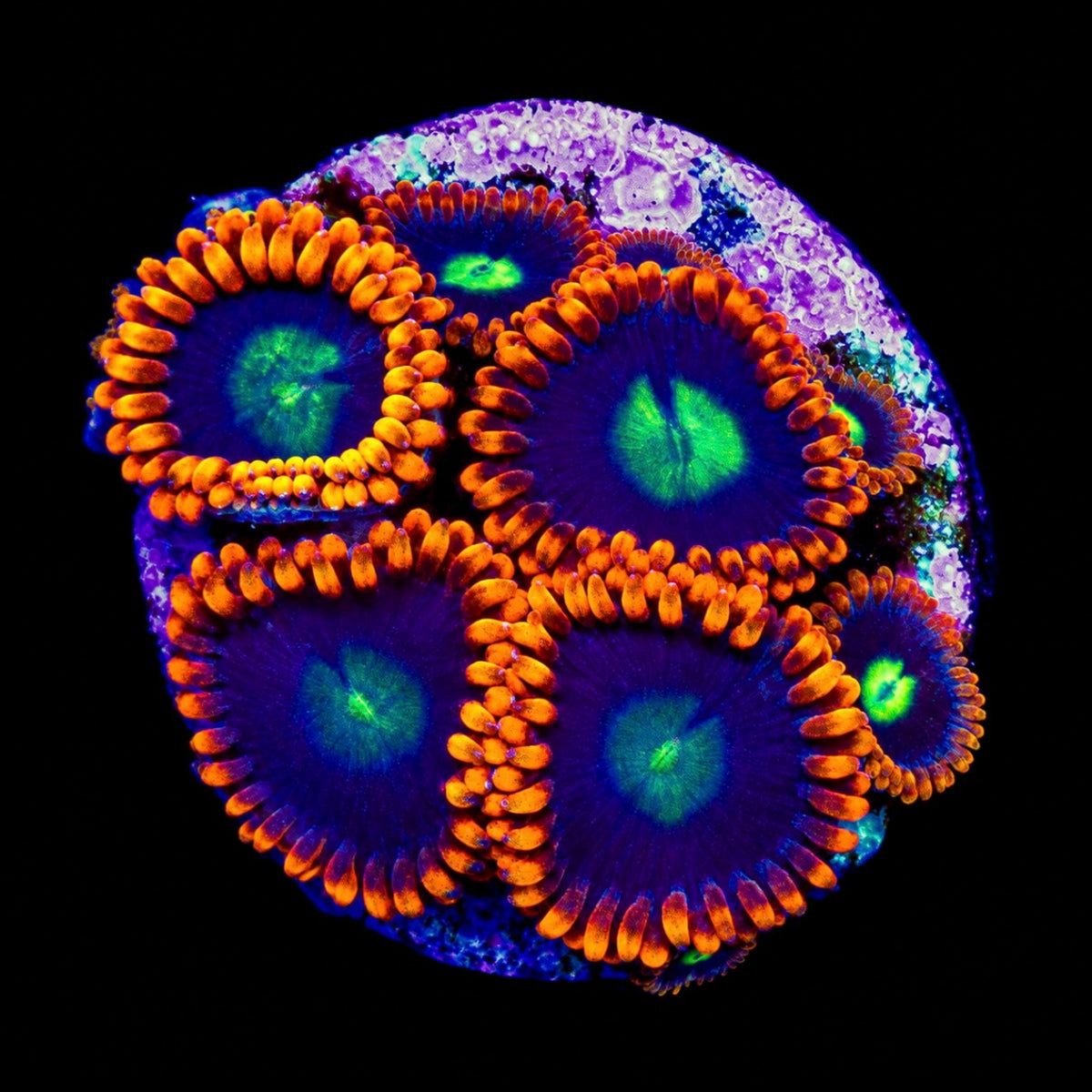 R2G Burning Suns Zoanthid