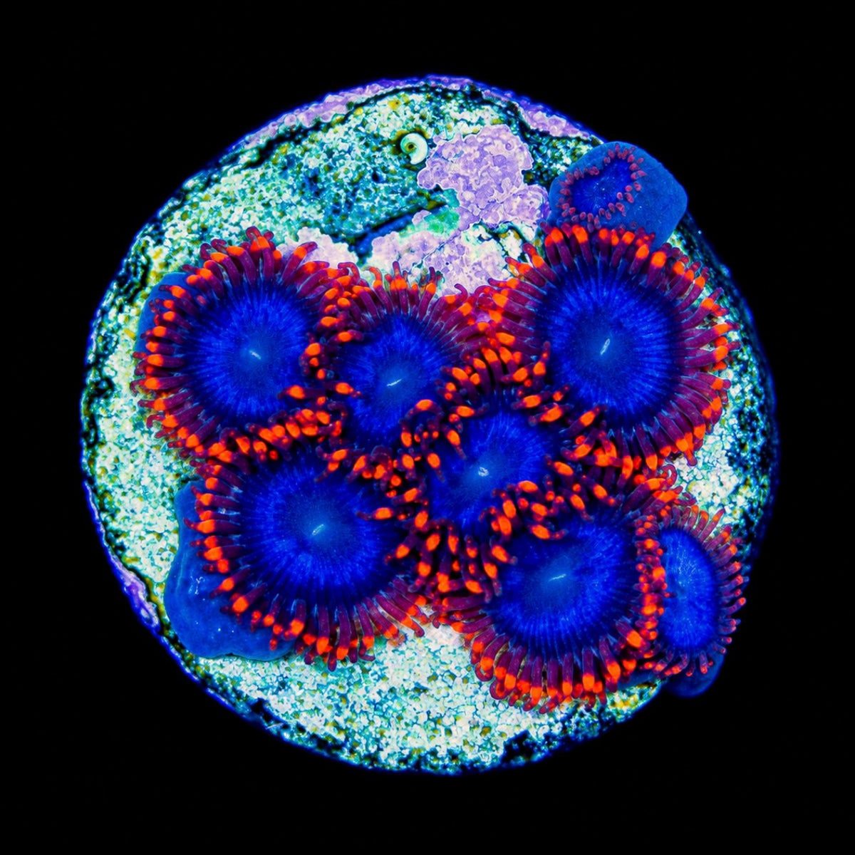 R2G Captain Falcon Zoanthid