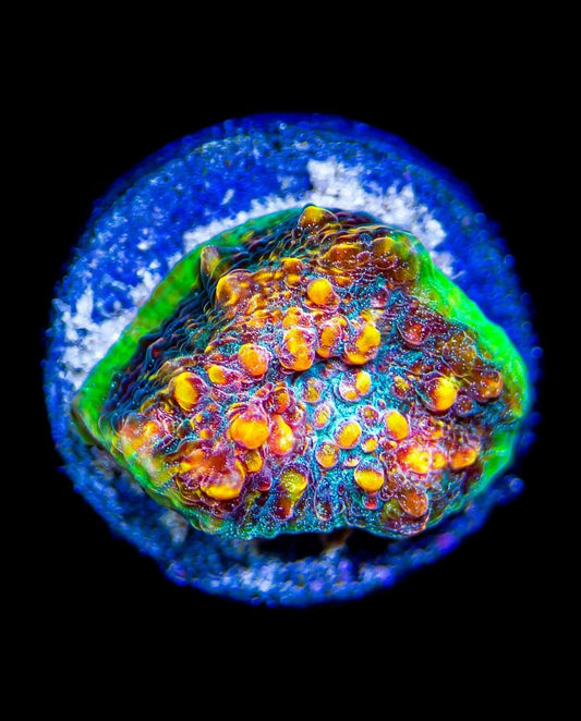 R2G Chalice Borealis