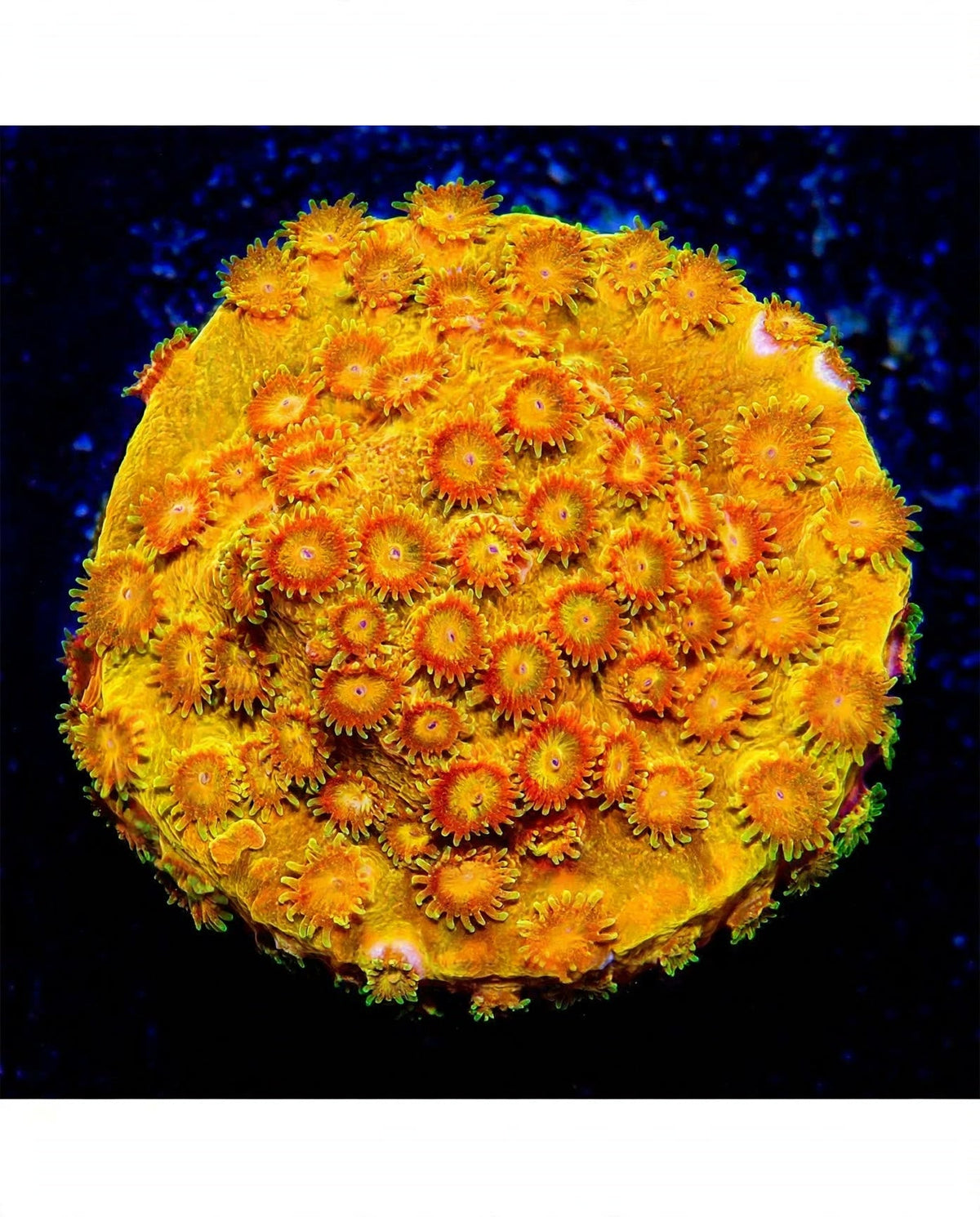 R2G Citrus Burst Cyphastrea