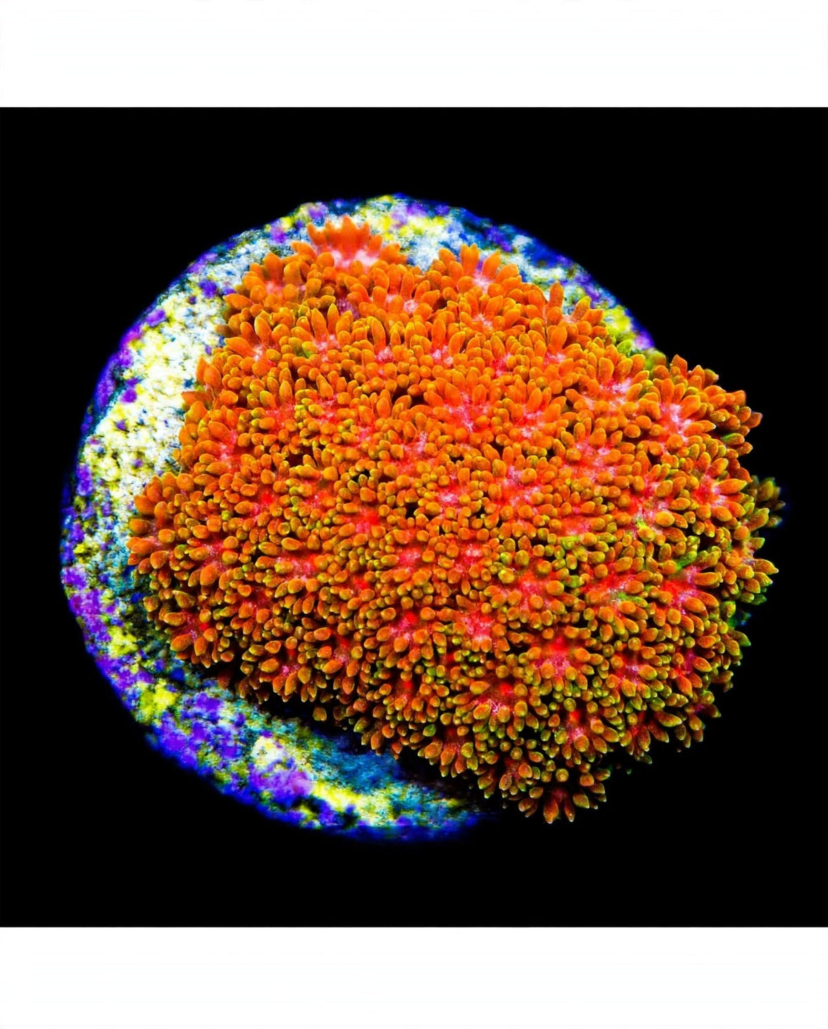 R2G Citrus Orange Short Polyp Goniopora