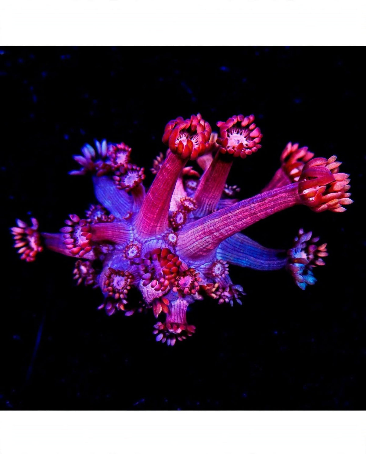 R2G Confetti Grafted Goniopora