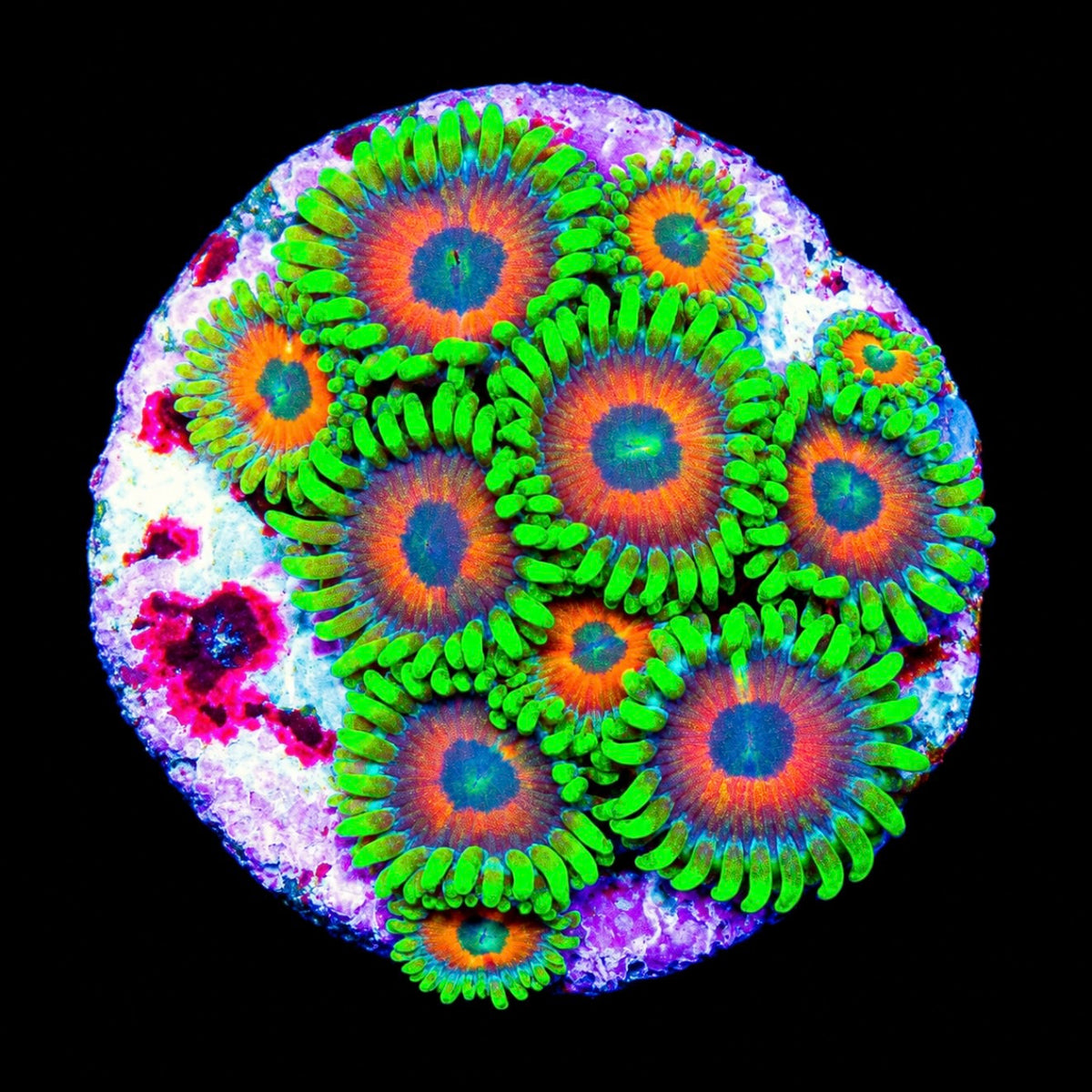 R2G Eagle Eye 2.0 Zoanthid