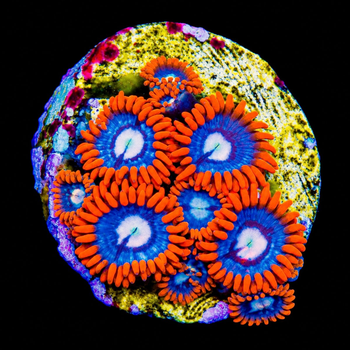 R2G Fire And Ice Zoanthid