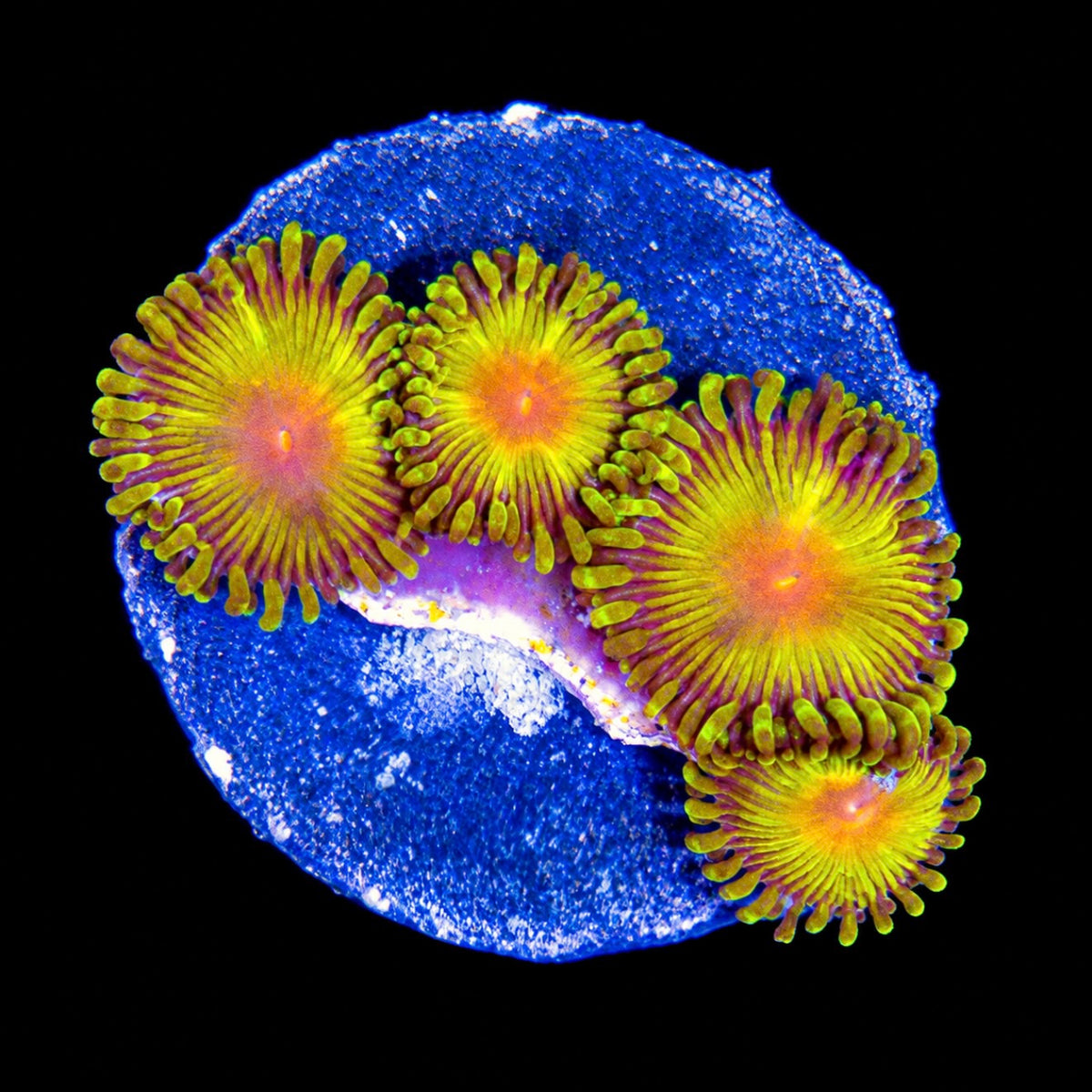 R2G Impastas Zoanthid