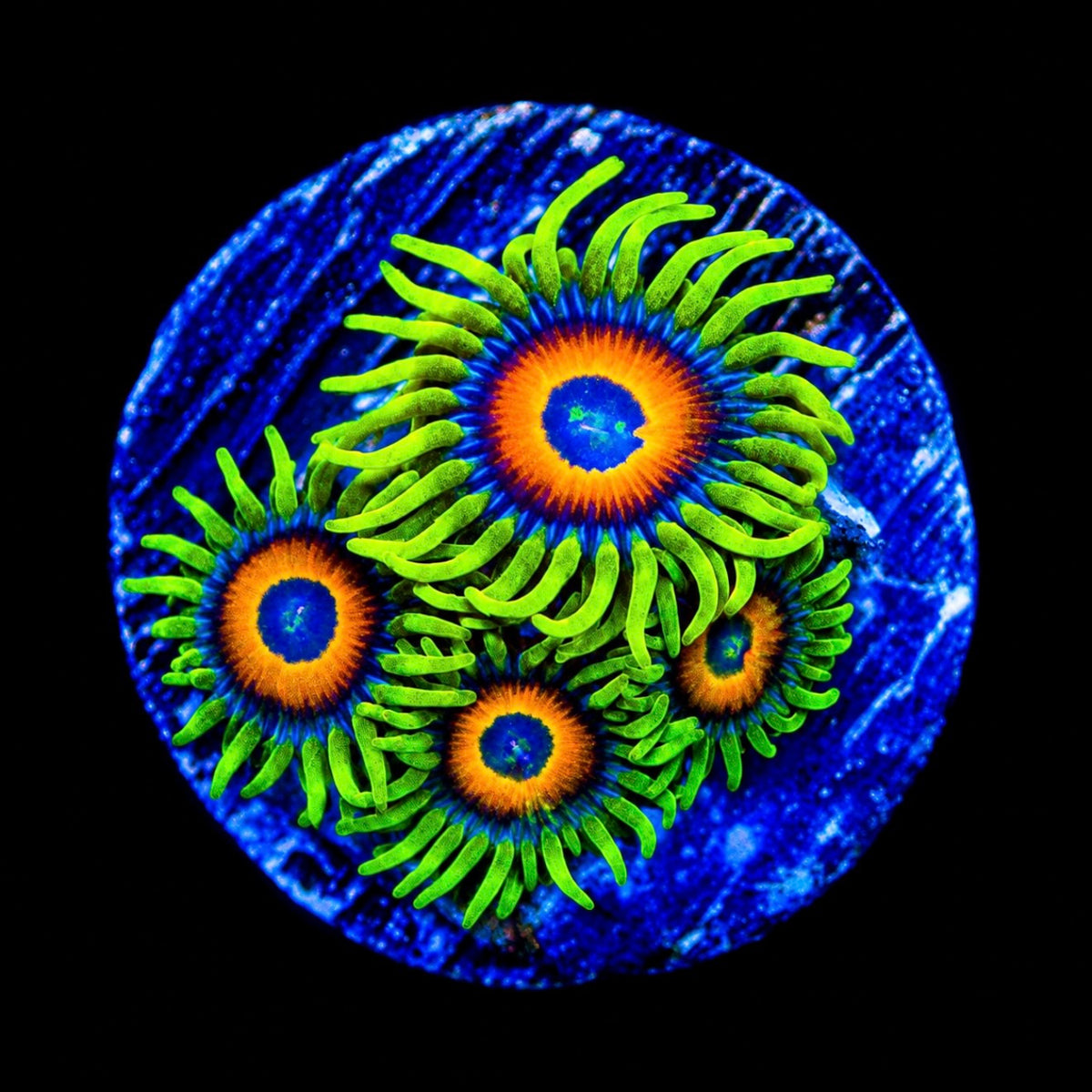 R2G Lazy Lashes Zoanthid