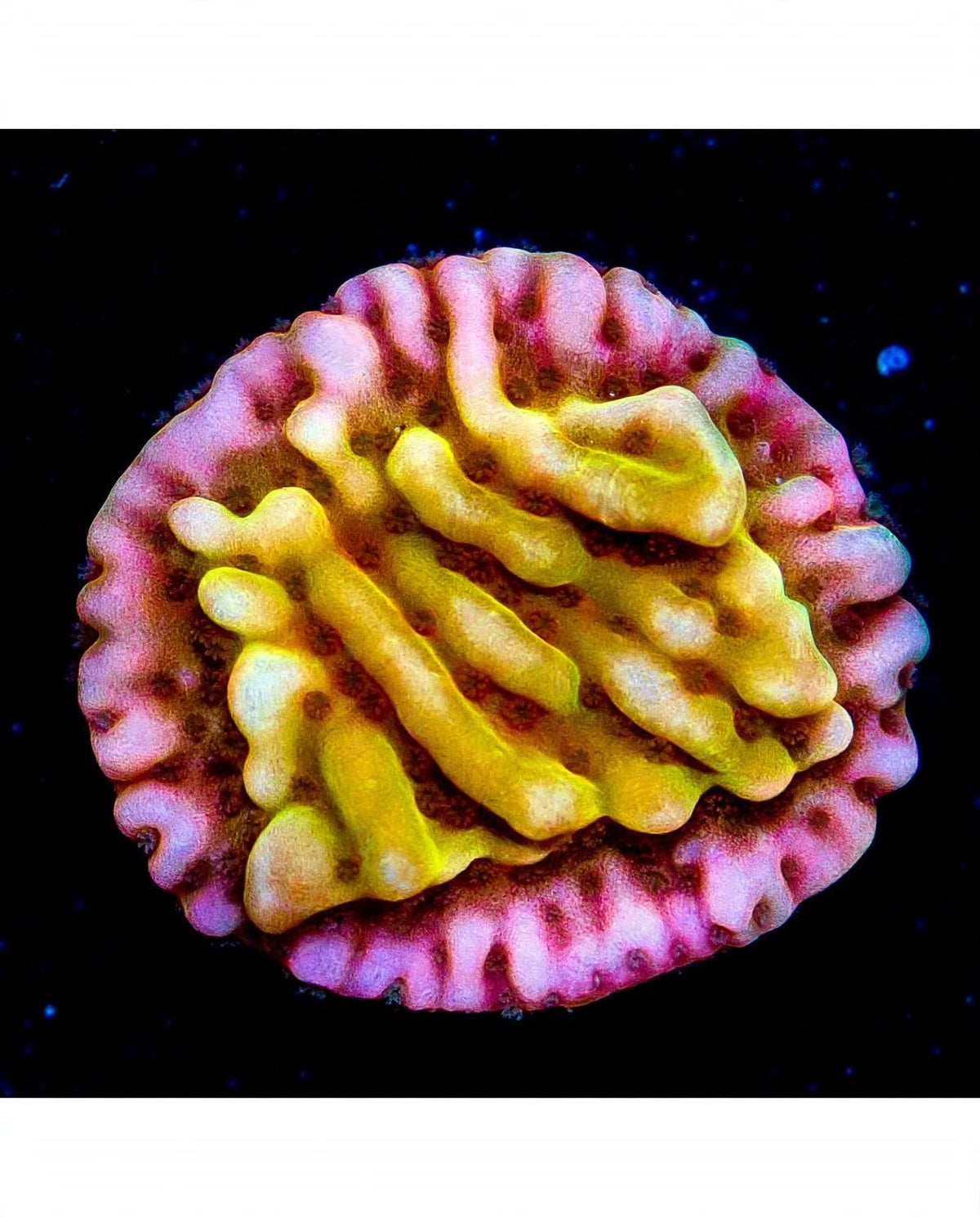 R2G Love Shack Montipora