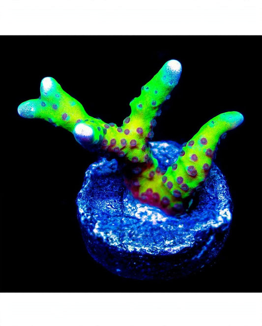 R2G Luminescence Anacropora
