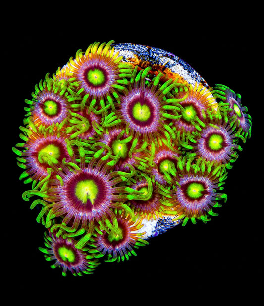 R2G Mister Twister Zoanthid