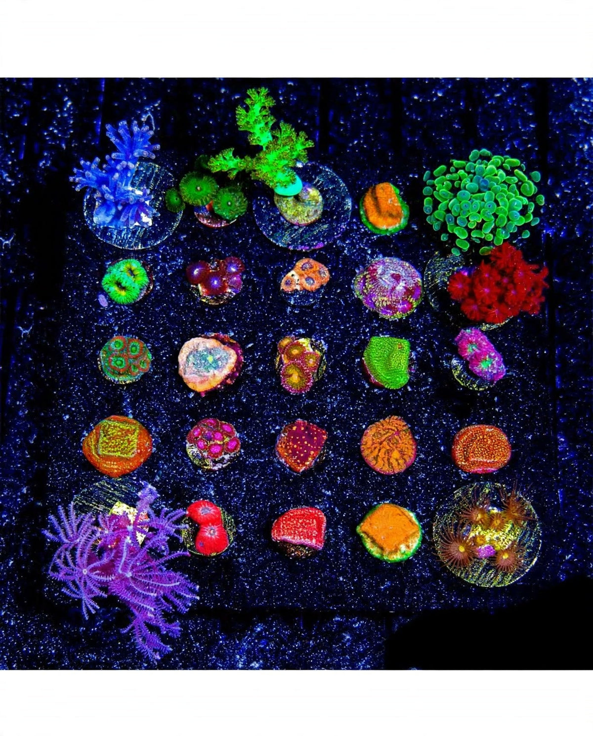 R2G Mixed Reef Coral 10-Pack