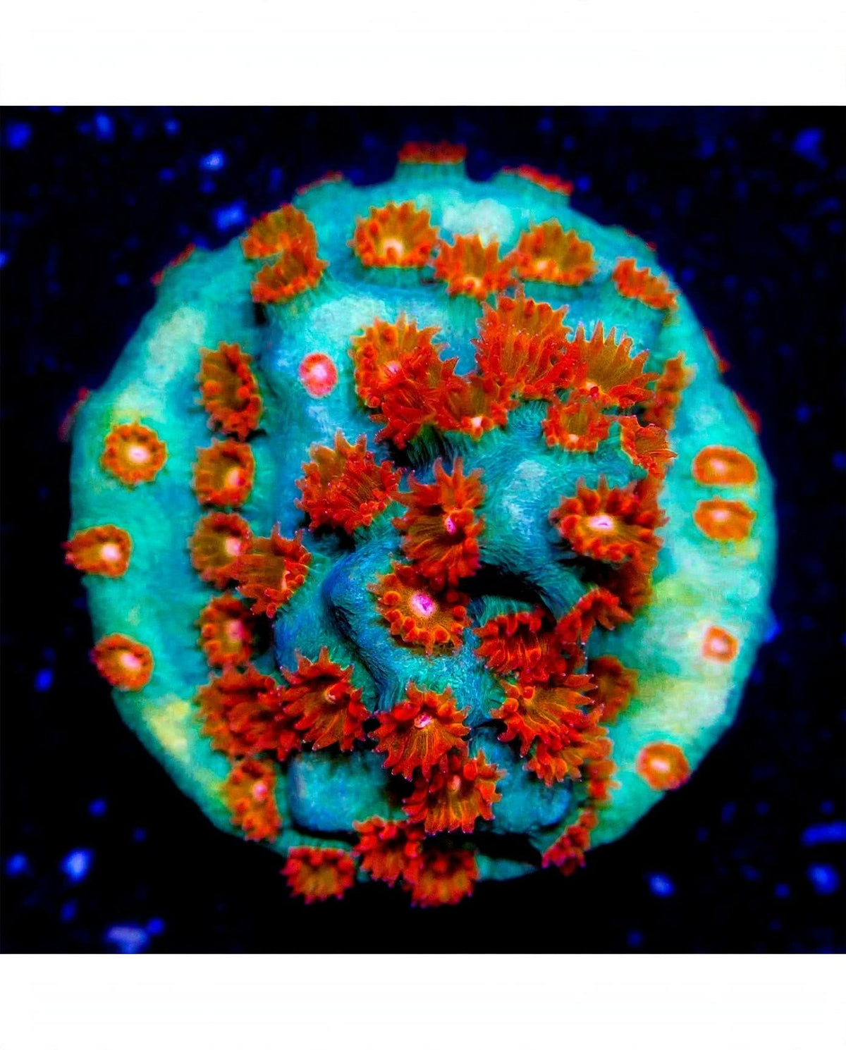 R2G Molten Meteor Cyphastrea