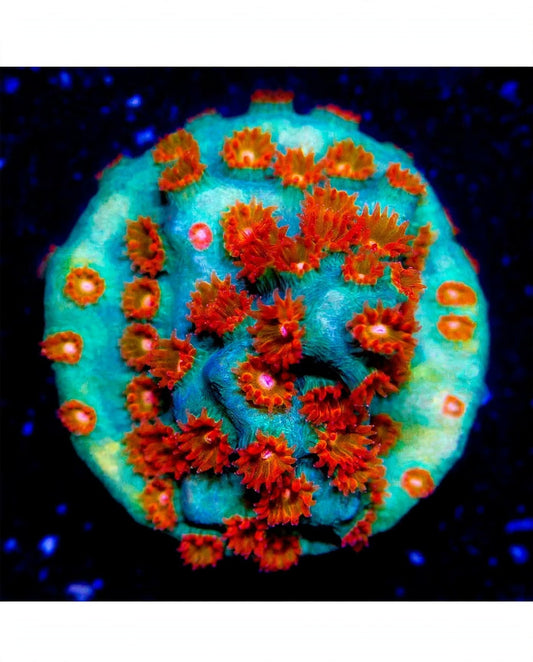R2G Molten Meteor Cyphastrea