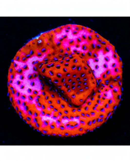 R2G Mystic Sunset Montipora