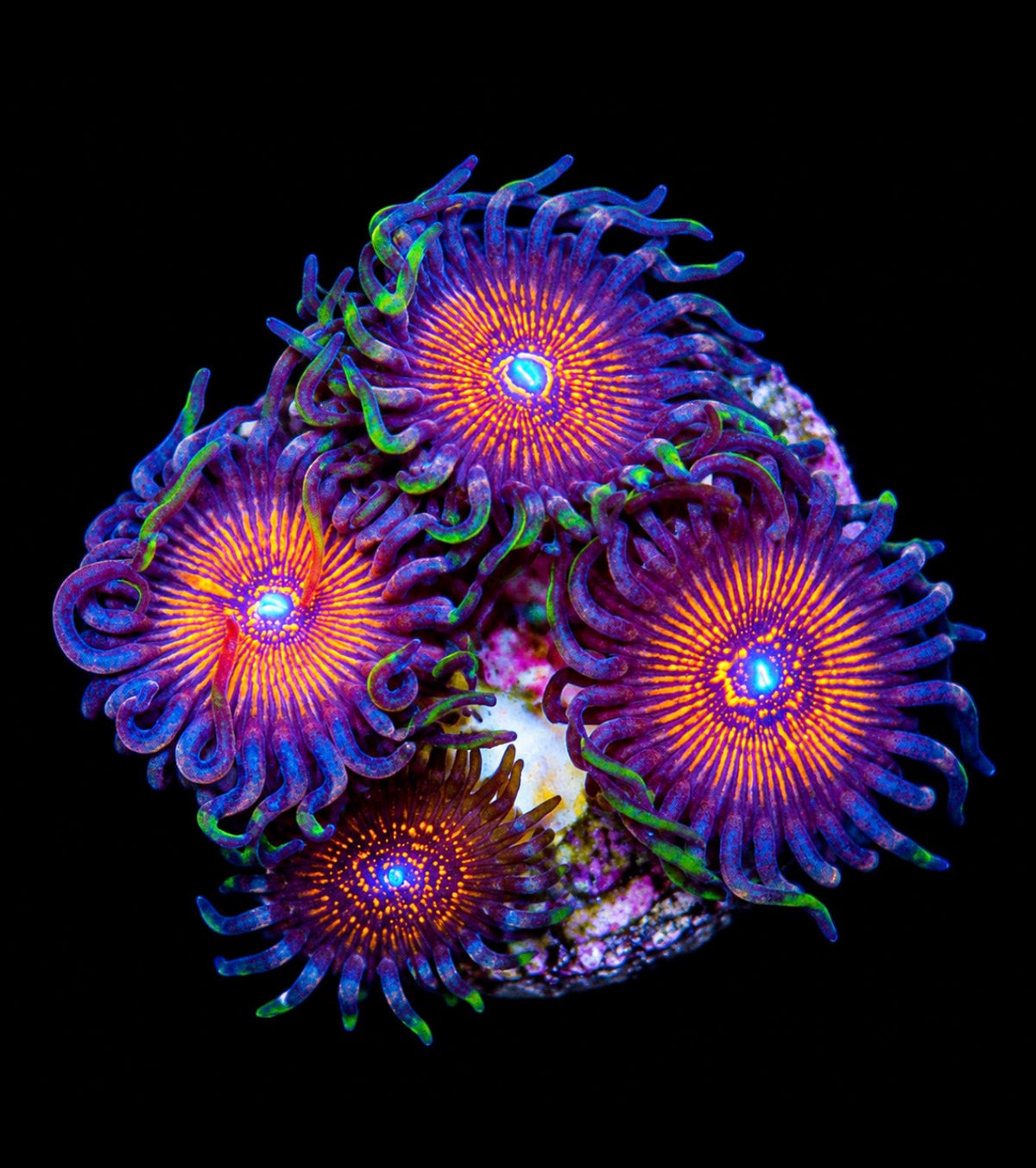 R2G Night Crawlers Zoanthid