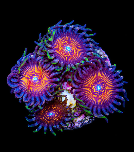 R2G Night Crawlers Zoanthid