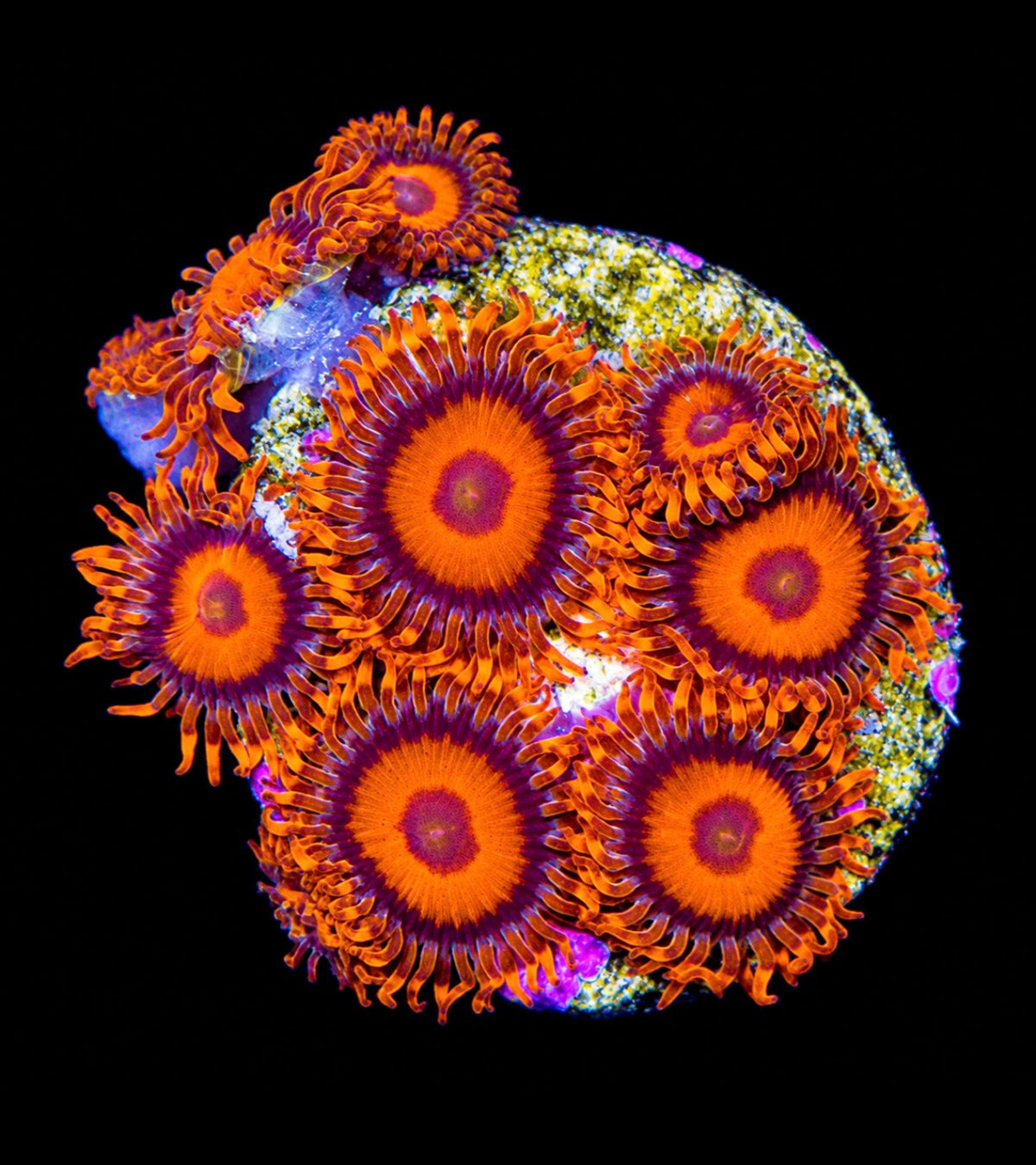 R2G Orange Oxide Zoanthid