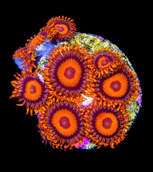 R2G Orange Oxide Zoanthid