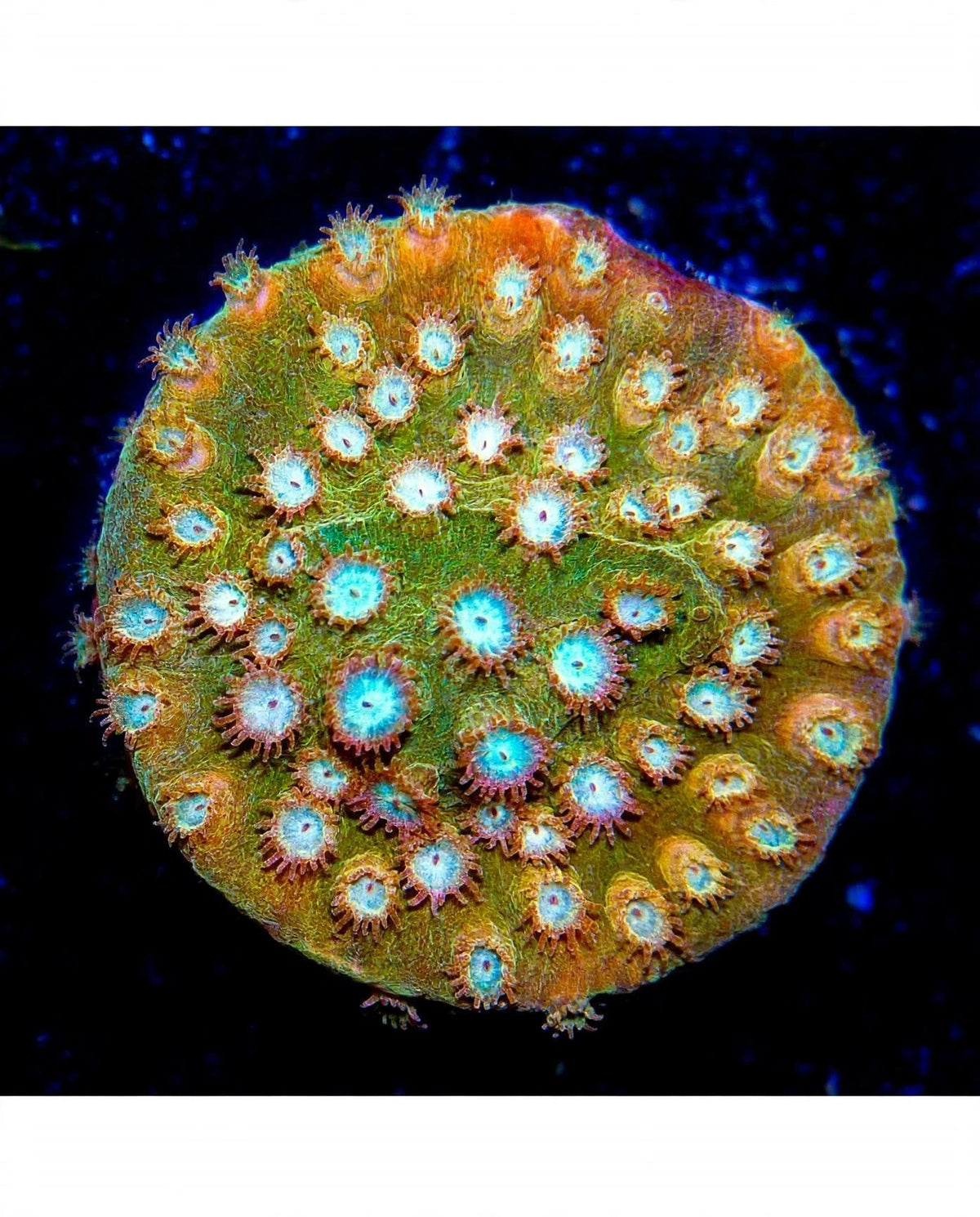 R2G Peachy Keen Cyphastrea