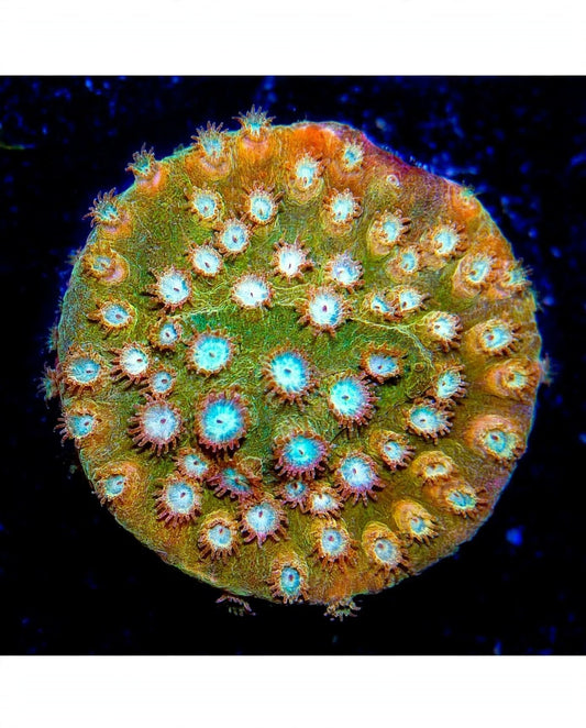 R2G Peachy Keen Cyphastrea