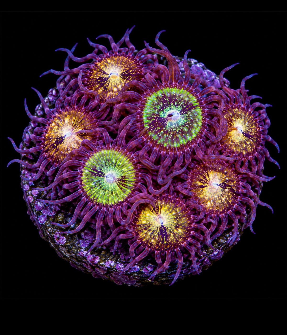R2G Pink Gold Zoanthid