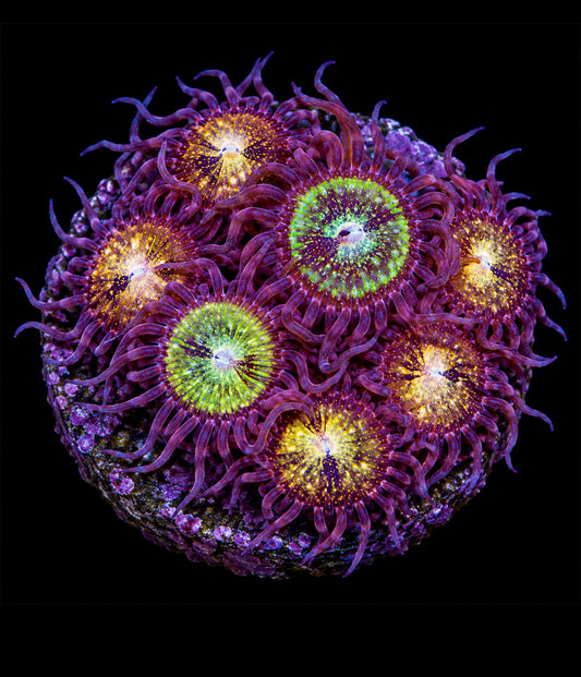 R2G Pink Gold Zoanthid