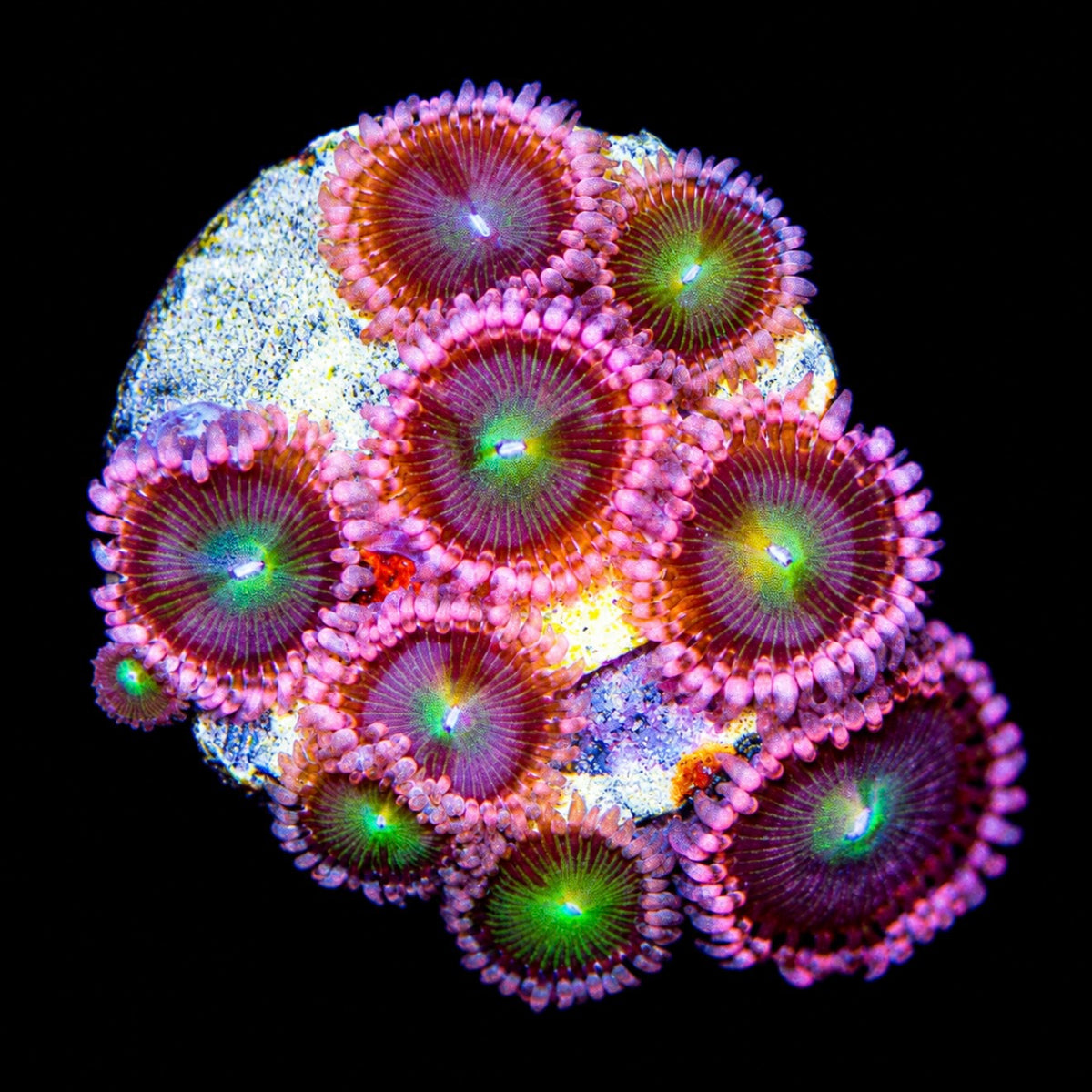 R2G Pink Taffy Zoanthid