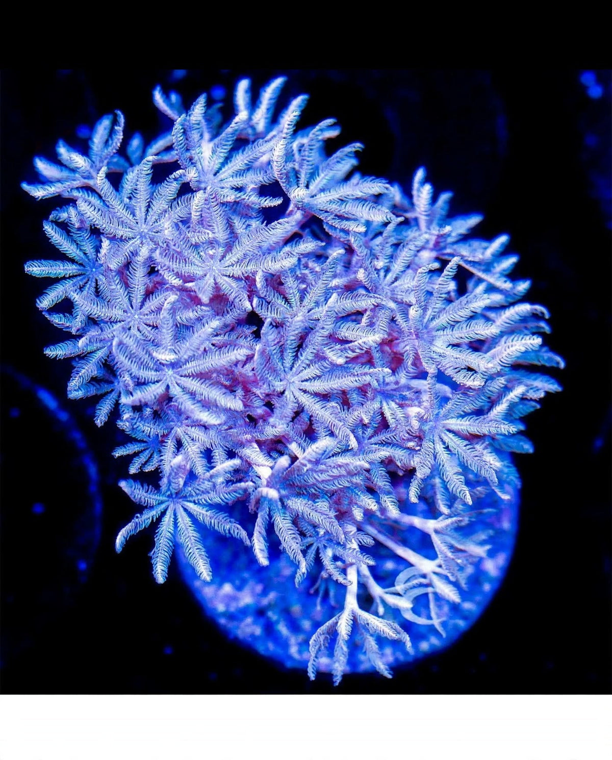 R2G Pulsing Xenia