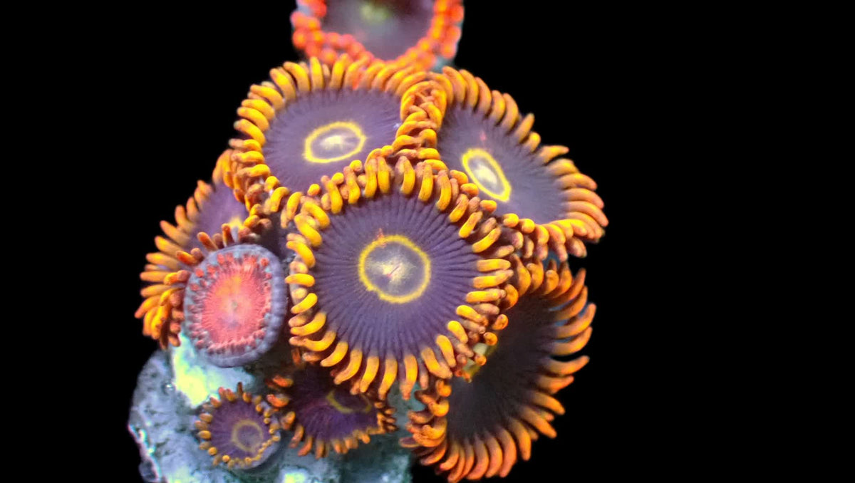 R2G Rainbow Hornet Zoanthid