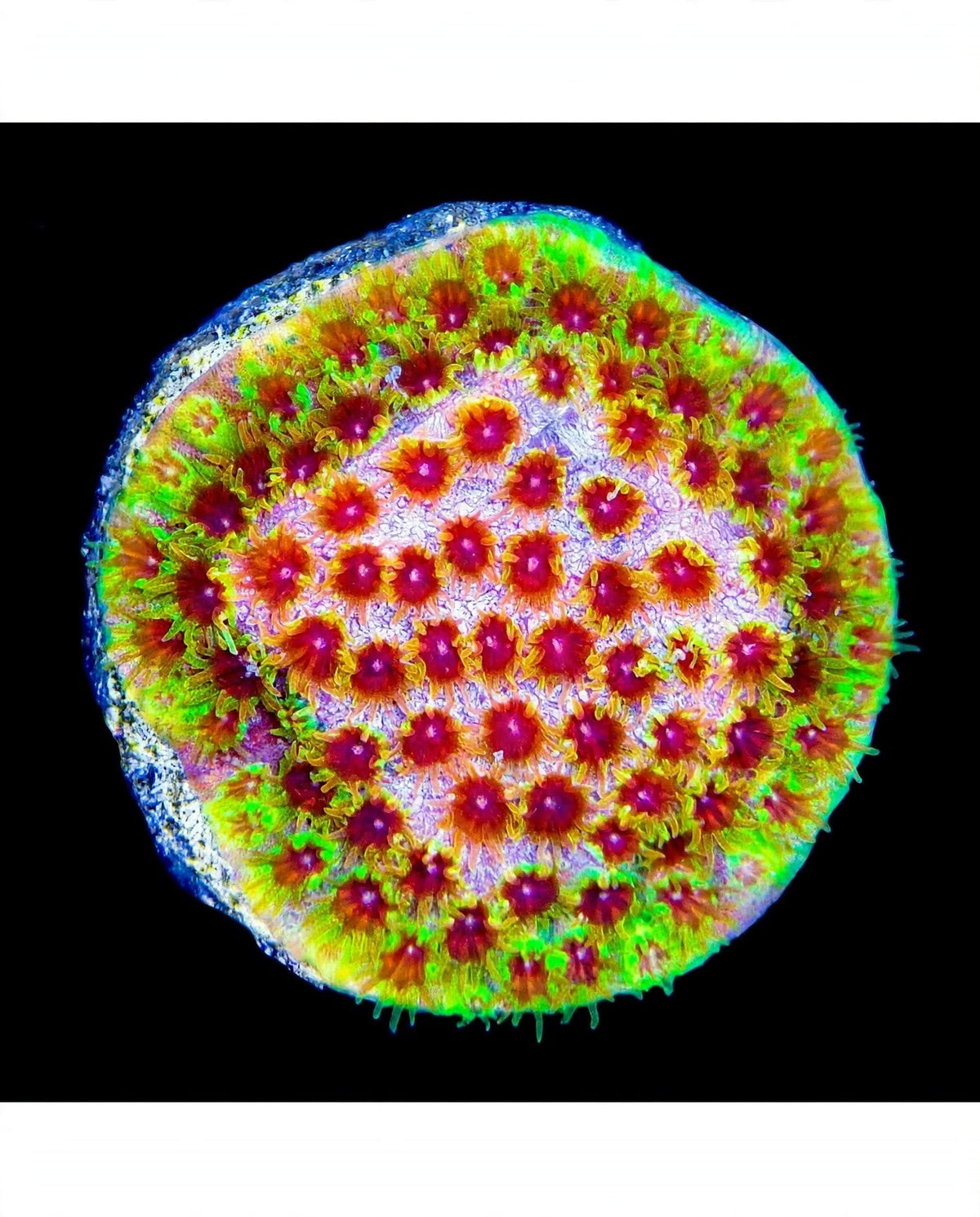 R2G Rainbow Splash Cyphastrea