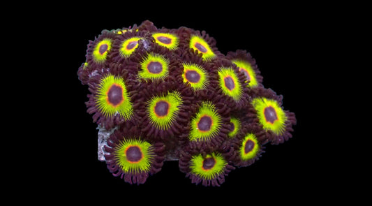 R2G Rasta Bobs Zoanthid