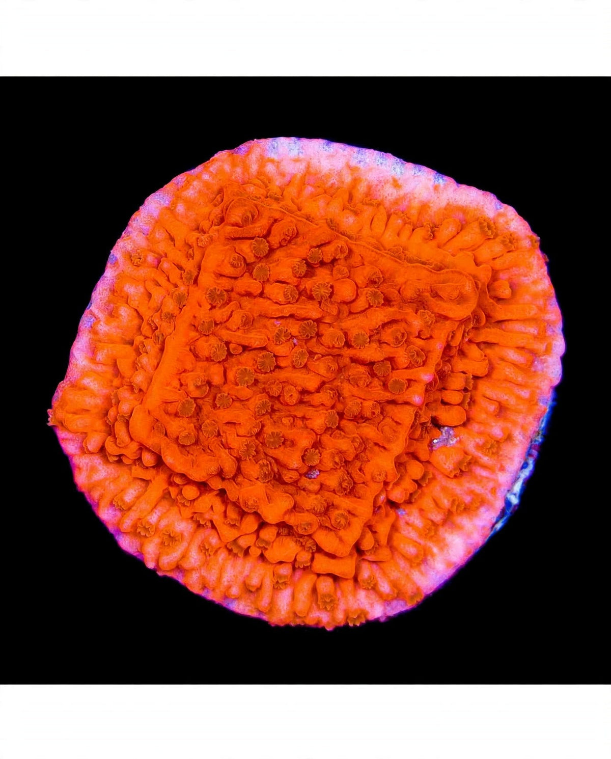 R2G Red Cap Montipora