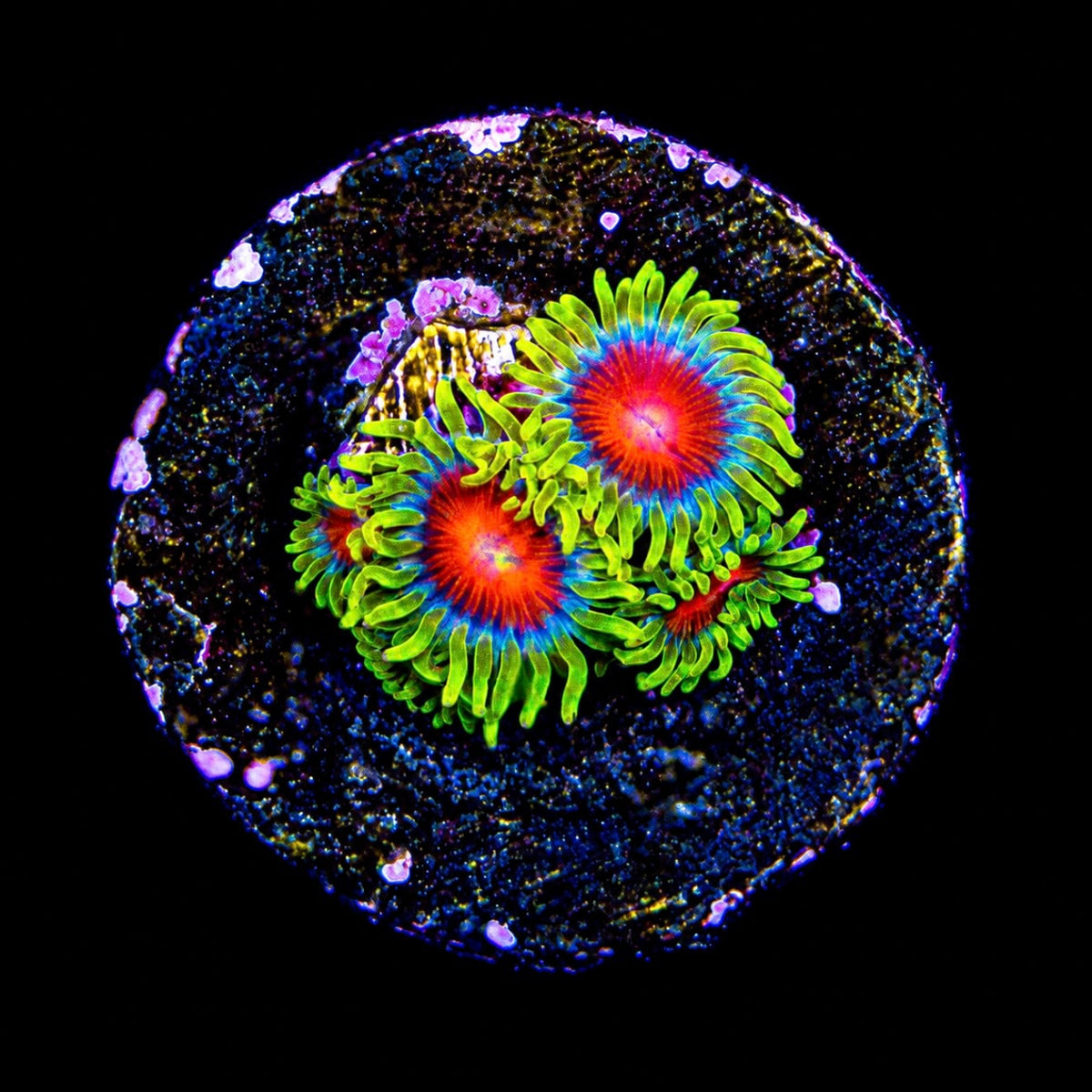 R2G Spitfire Zoanthid