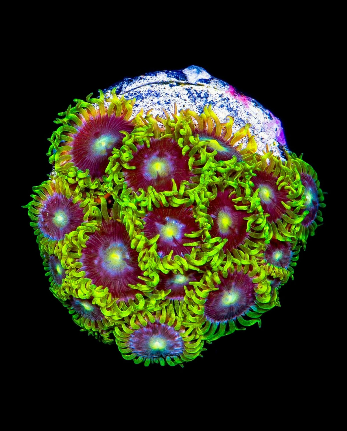 R2G Starfighter Zoanthid