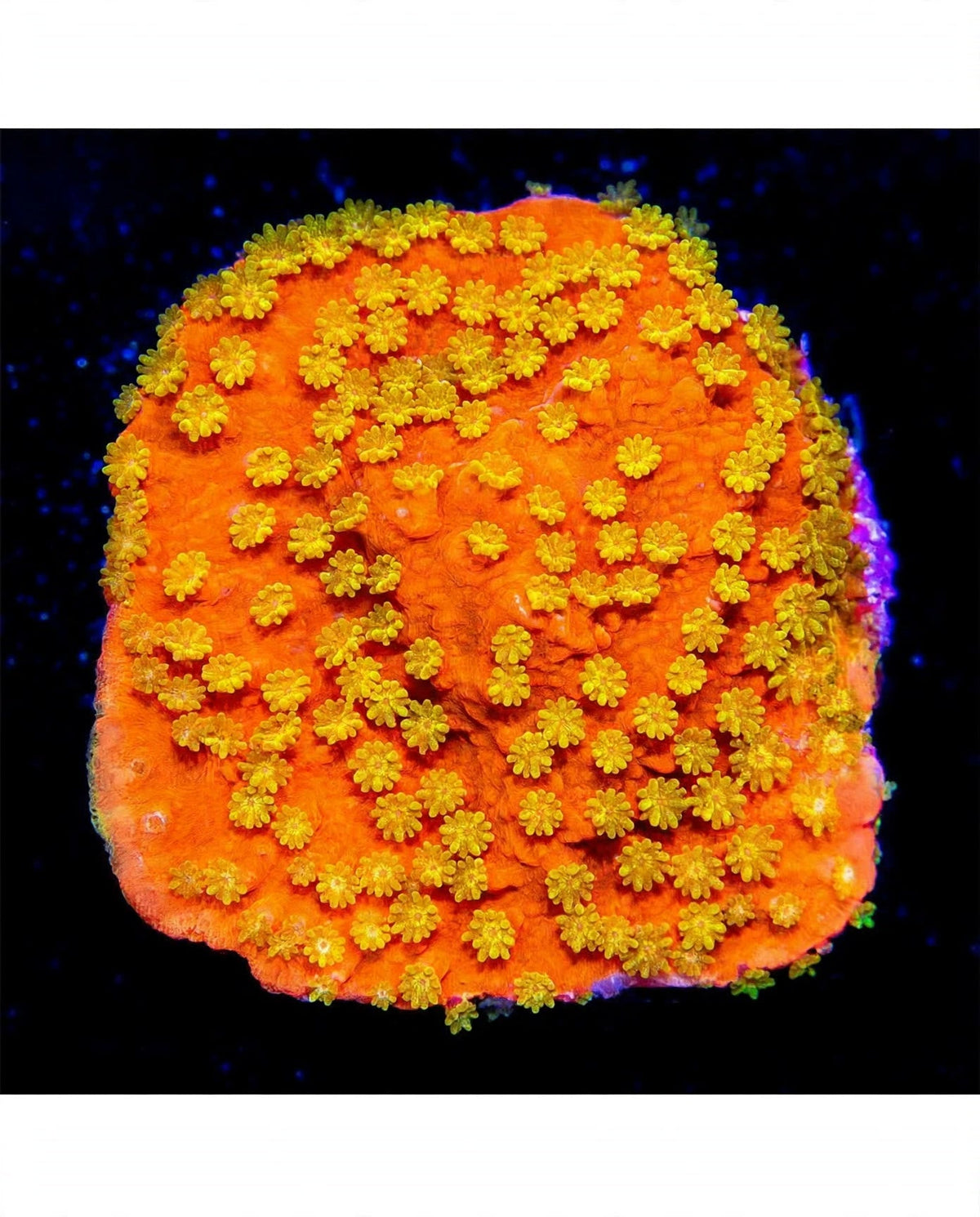 R2G Sunburst Montipora