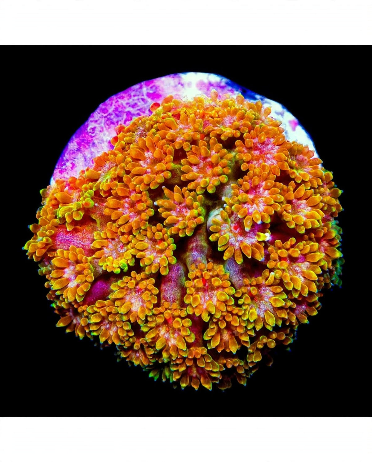 R2G Sunflower Short Polyp Goniopora