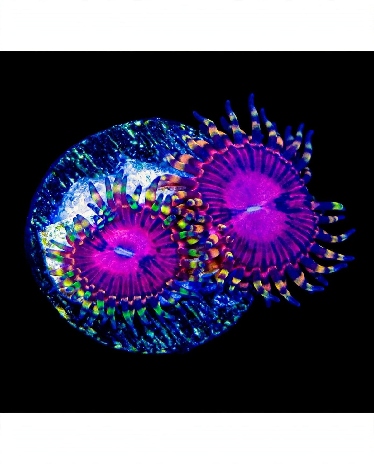 R2G Super Fruit Zoanthid