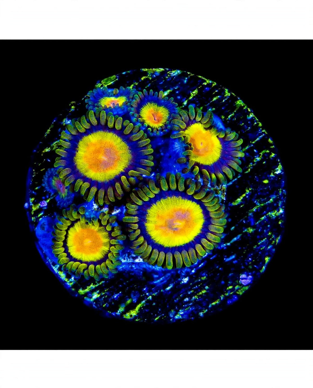 R2G Tutti Frutti Zoanthid