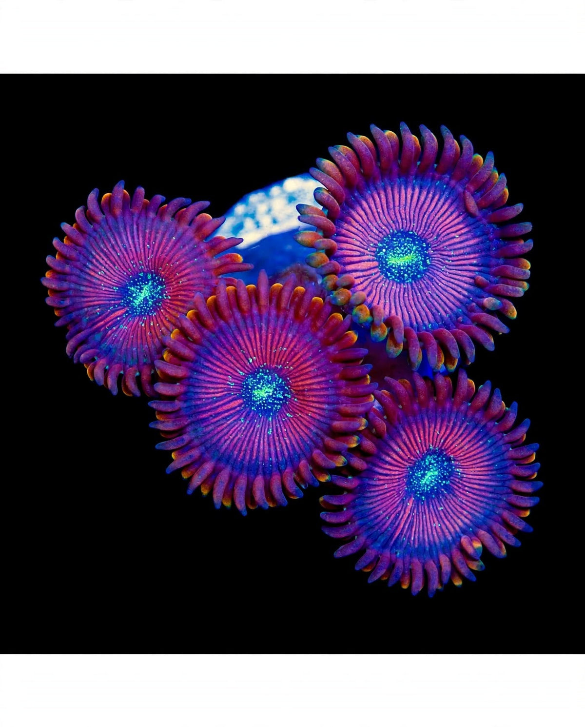 R2G Warlock Zoanthid